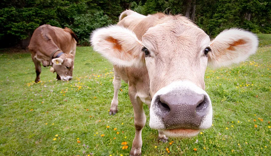 Why we eat cows (and sometimes horses), but not dogs