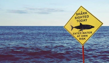 Shark sighted: I think I’ll go for a swim!