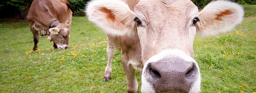 Why we eat cows (and sometimes horses), but not dogs