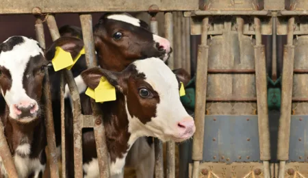 Why zebras don’t get ulcers, but cows do: the physiological effects of psychological stressors in calves