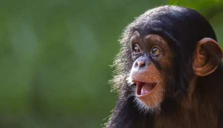 How can other species’ emotions influence us?