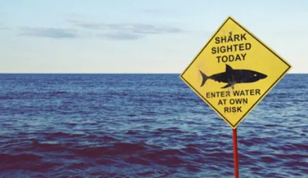 Shark sighted: I think I’ll go for a swim!