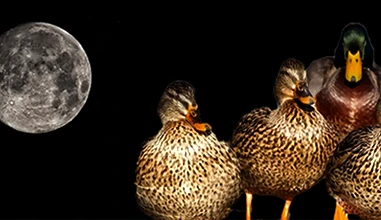 Ducky Genovese (or how to make a duck a bystander)